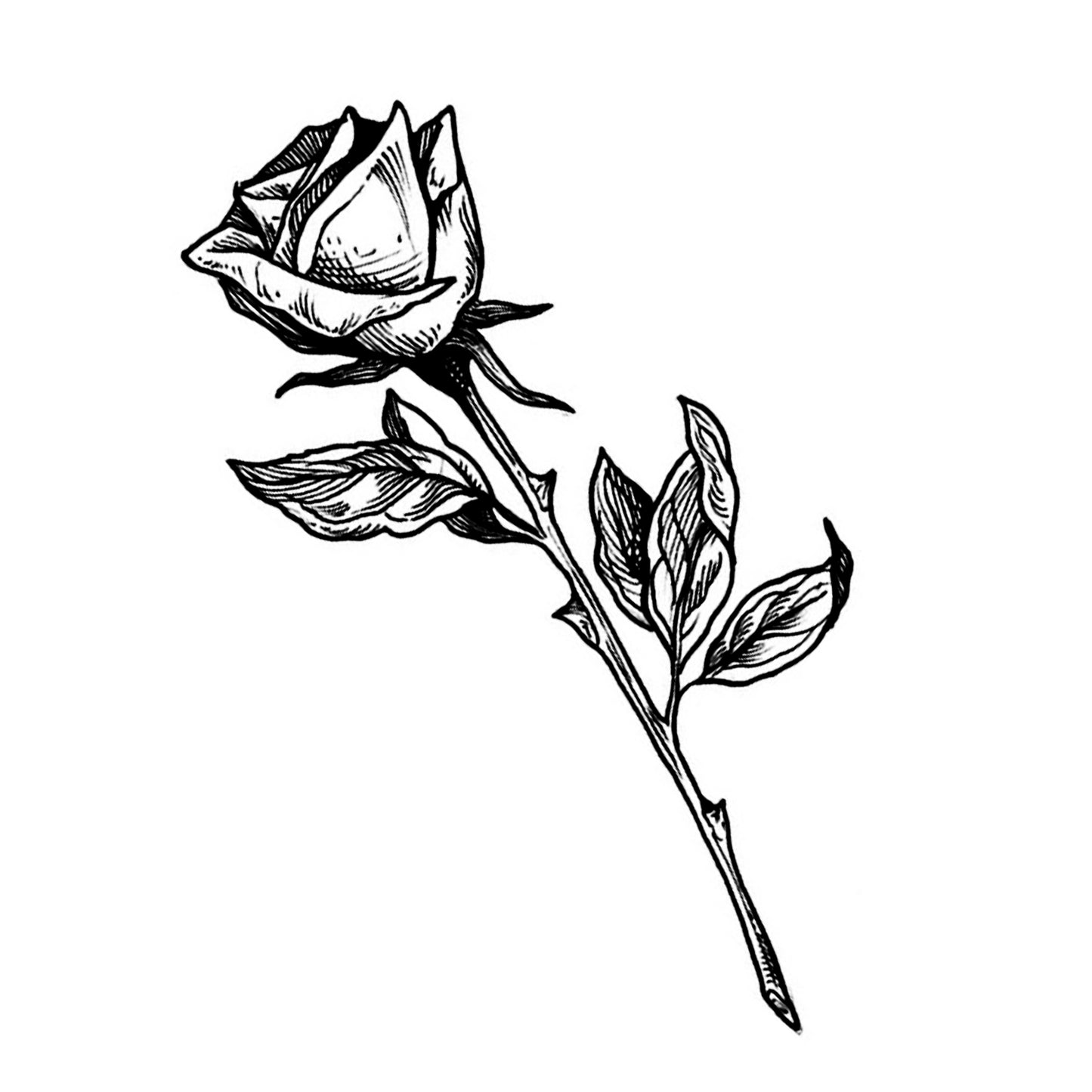 From the Book | Rose